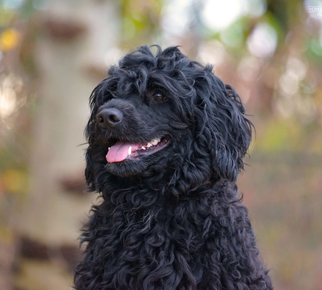 Portrait von Badesi Princess