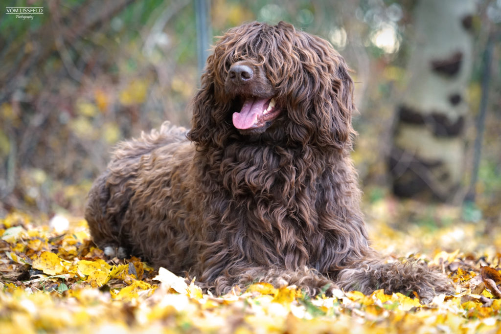 ChaskaimHerbstlaub